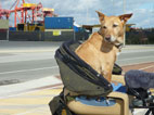 picture of coffee dog at freemantle docs